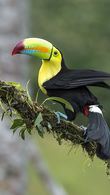 Toucans, Yellow, Black HD phone wallpaper