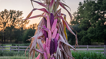 Colorful Cornstalk in Ultra, cornstalk, corn, harvest, Agriculture HD wallpaper