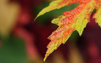 Macro, Surface, Sheet, Leaf, Drop HD wallpaper