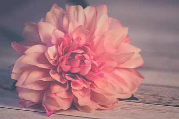 Close-up of a pink dahlia with soft petals on a wooden surface, offering a serene floral backdrop. HD wallpaper