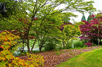 Nature, Trees, Leaves, Teen, Young Growth, Shades HD wallpaper