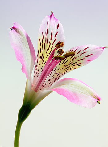 Delicate macro shot of a pink lily in bloom, showcasing vivid petals and intricate details. HD phone wallpaper