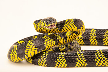 Boiga snake, Joel Sartore, Wildlife grapher, Reptile portraits HD wallpaper