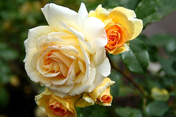 Flowers, Roses, Leaves, Close-Up HD wallpaper