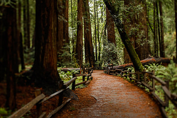 Tragic incident, Muir Woods accident, Tree-related accident, Safety precautions HD wallpaper