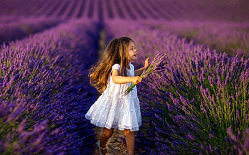 purple, girl, field, lavender HD wallpaper