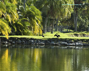 Cormorant, bird, grass, water, lake HD wallpaper