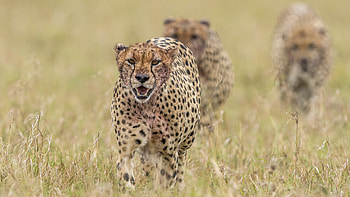Spotlight on cheetah, Magnificent big cat, Exquisite markings, Ultra HD wallpaper