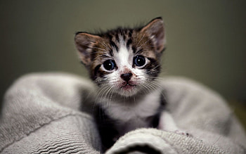 Cute kitten , pixelstalk net, Cute kitten HD wallpaper