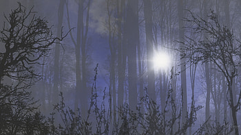 Winter Sunrise in Woods, woods, trees, , sun, forest, sunrise HD wallpaper