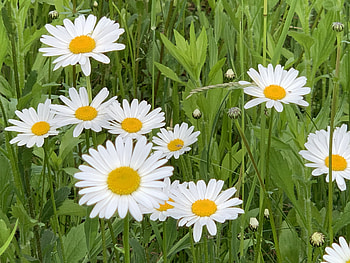 Margarete, om, ger, aer, cer HD wallpaper