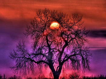 Red sunrise, purple, red, nature, water, sunrise, tree HD wallpaper
