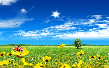 Flowers, Fantasy, Sky, Wood, Forest, Tree, Field, Ladybug, Ladybird HD wallpaper