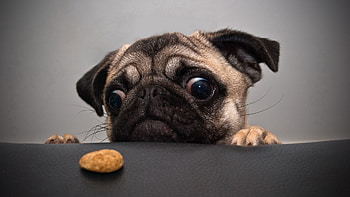 Animals, Cookies, Dog, Muzzle, Sadness, Sorrow, Pug HD wallpaper