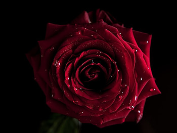 Plants, Flowers, Roses HD wallpaper