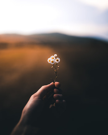 Flower, Macro, Hand, Blur, Smooth, Small HD phone wallpaper