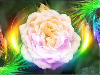 Rose, colors, pink, roses, 3d HD wallpaper
