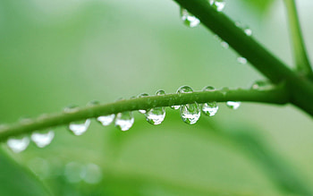 Grass, Drops, Macro, Stem, Stalk HD wallpaper