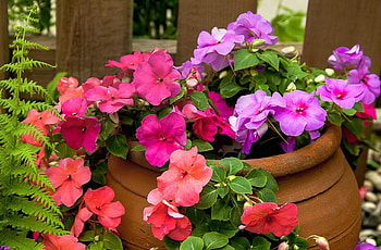 Flowers, Bright, Beauty, Greens, Pot, Balsams, Balsamins HD wallpaper