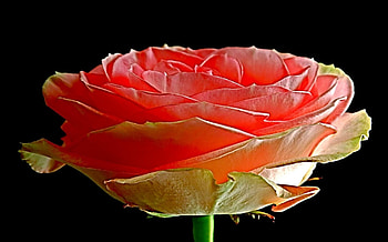 Dreams Of Love, rose, dreams, pretty, love HD wallpaper
