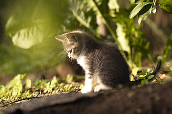 Kitty, animal, cat, Kitten HD wallpaper