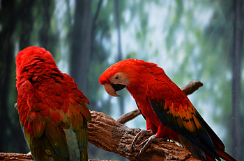 Red Parrots, Animals, Macaw, Parrots, Birds, Red HD wallpaper