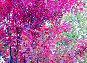 Fall Leaves, graphy, Forest, Trees, Nature HD wallpaper