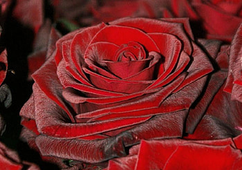 red rose, delecate, plants, buds, roses, soft, beautiful, nice, rose, pretty, petals, flower, bud, red, nature, flowers, lovely HD wallpaper