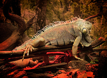 Animals, Shine, Light, Wood, Tree, Color, Iguana HD wallpaper