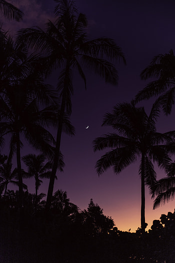 Nature, Sunset, Moon, Palms HD phone wallpaper