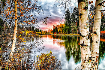 Birch Tree, Nature, Forest HD wallpaper