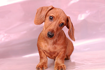 ≡ Sweet and Innocent ≡, innocent, dogs, cookie, beautiful, puppy, pink, pretty, animals, love, swet, lovely, look, forever HD wallpaper