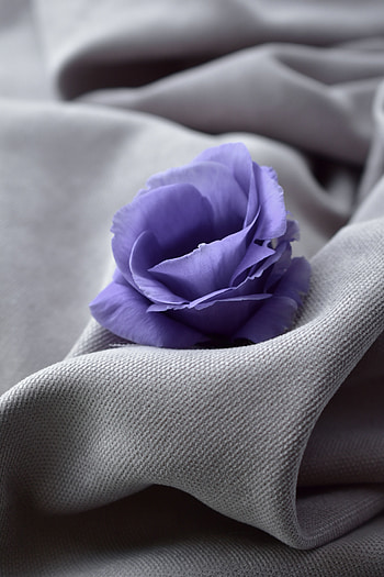Flowers, Flower, Close-Up, Cloth HD phone wallpaper
