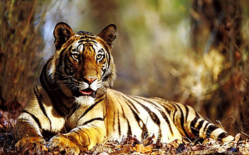 Tiger, panthera tigris, big cat, powerful HD wallpaper
