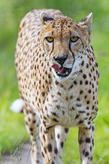 Animals, Cheetah, Predator, Big Cat, Stains, Spots, Sight, Opinion, Protruding Tongue, Tongue Stuck Out HD phone wallpaper