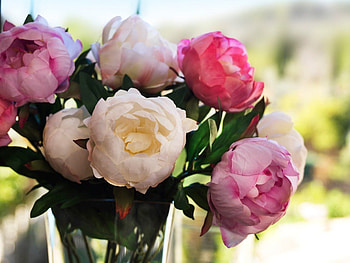 Peonies in the window, sweet, sunny, white, bouquet, peonies, window, vase, precious, summer, bright, love, nature, flowers, soft pink, lovely HD wallpaper