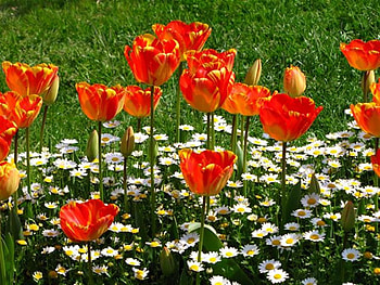 tulips,daisies, nature, flowers HD wallpaper