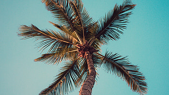 Coconut palm, Palm Trees HD wallpaper