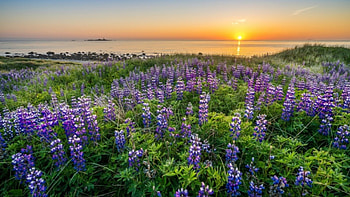 Evening Sunset, sea, blossoms, landscape, flowers, water, sun HD wallpaper