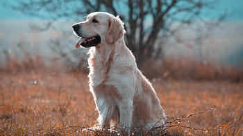 Akbash Dog, Labrador , Labrador backgrounds, Labrador Retriever HD wallpaper