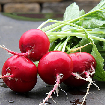 German giant radish, Hudson Valley Seed Company, Food HD phone wallpaper