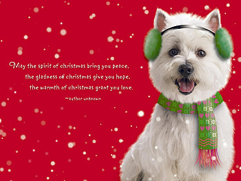 Holiday puppy, animal, dog, puppy, holiday, pet HD wallpaper