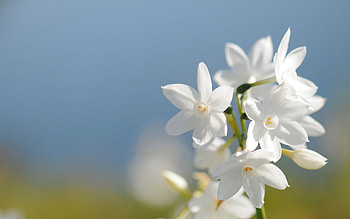Grass, Leaves, Macro, Shine, Light, Petals, Blur, Smooth HD wallpaper