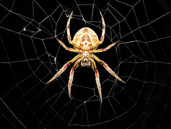 spider, web, spider web HD wallpaper