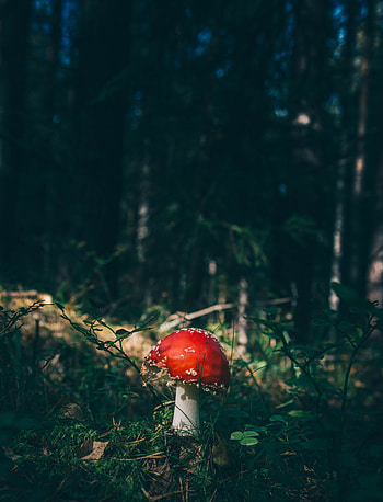 Nature, Grass, Forest, Mushroom, Fly Agaric HD phone wallpaper