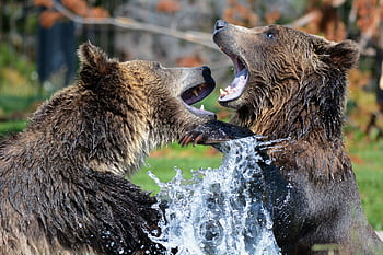 Two grizzly bears interacting near water, capturing wildlife dynamics in a natural setting. HD wallpaper