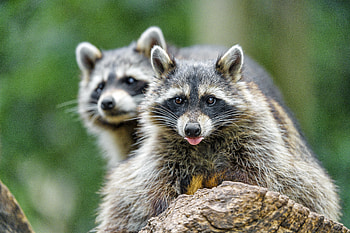 Animals, Muzzle, Animal, Protruding Tongue, Tongue Stuck Out, Raccoon HD wallpaper