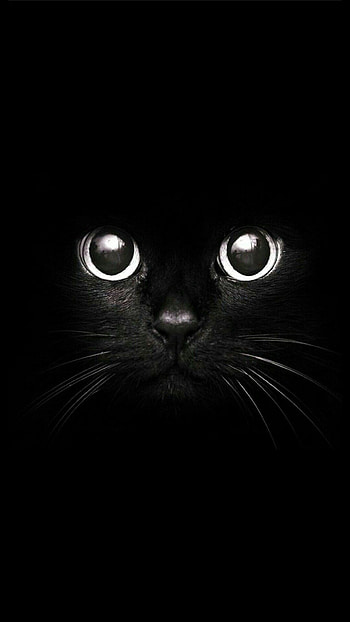 Cute cat art, Adorable feline friend, Whiskers and paws, Playful kitten HD phone wallpaper