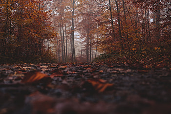 Nature, Autumn, Forest, Fog HD wallpaper