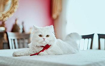 Persian cat , Stunning cat , Beautiful feline companion, Perfect for screens HD wallpaper
